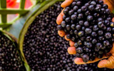 Além da tigela. Benefícios e usos do açaí